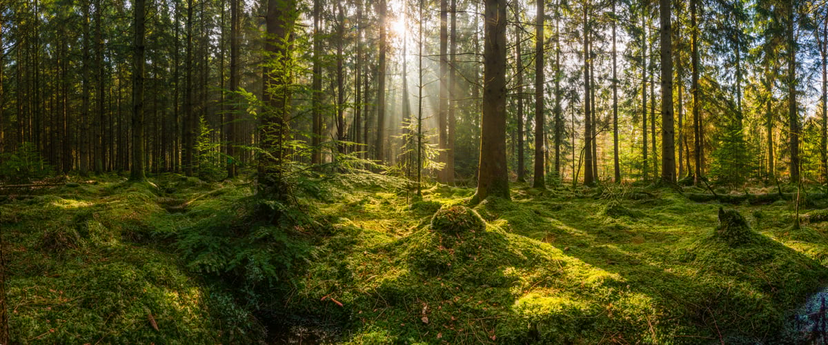 iStock-1173805090